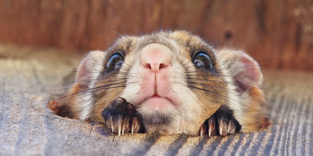 空飛ぶムササビウォッチング ピッキオ 軽井沢 野生動物ウォッチング