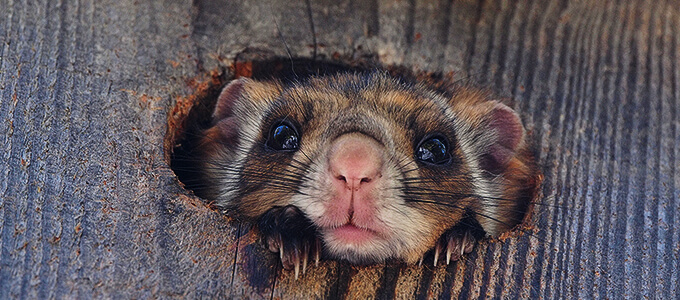 空飛ぶムササビウォッチング ピッキオ 軽井沢 野生動物ウォッチング