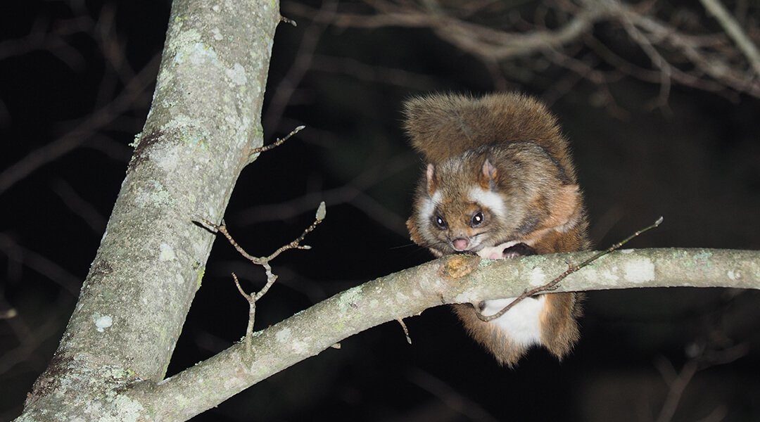 空飛ぶムササビウォッチング ピッキオ 軽井沢 野生動物ウォッチング