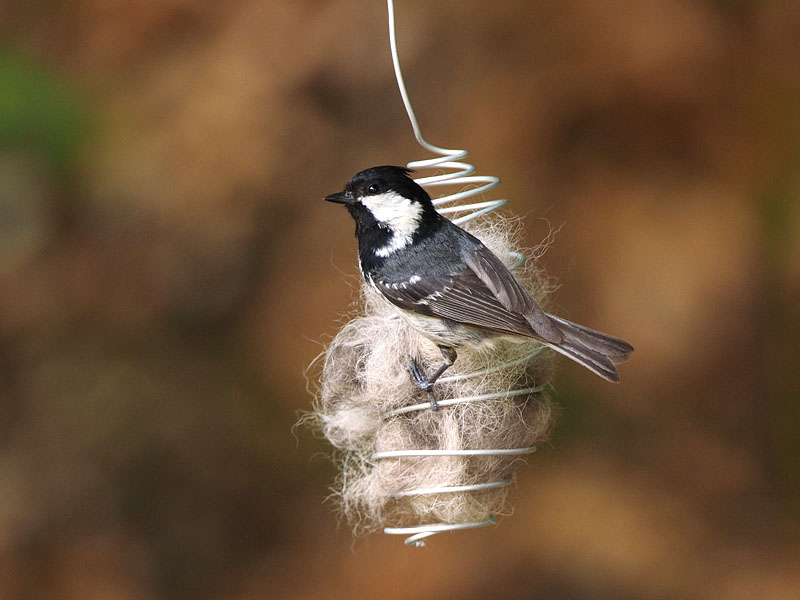 犬の毛」あり〼 ピッキオ日誌 ピッキオ 軽井沢 野生動物ウォッチング