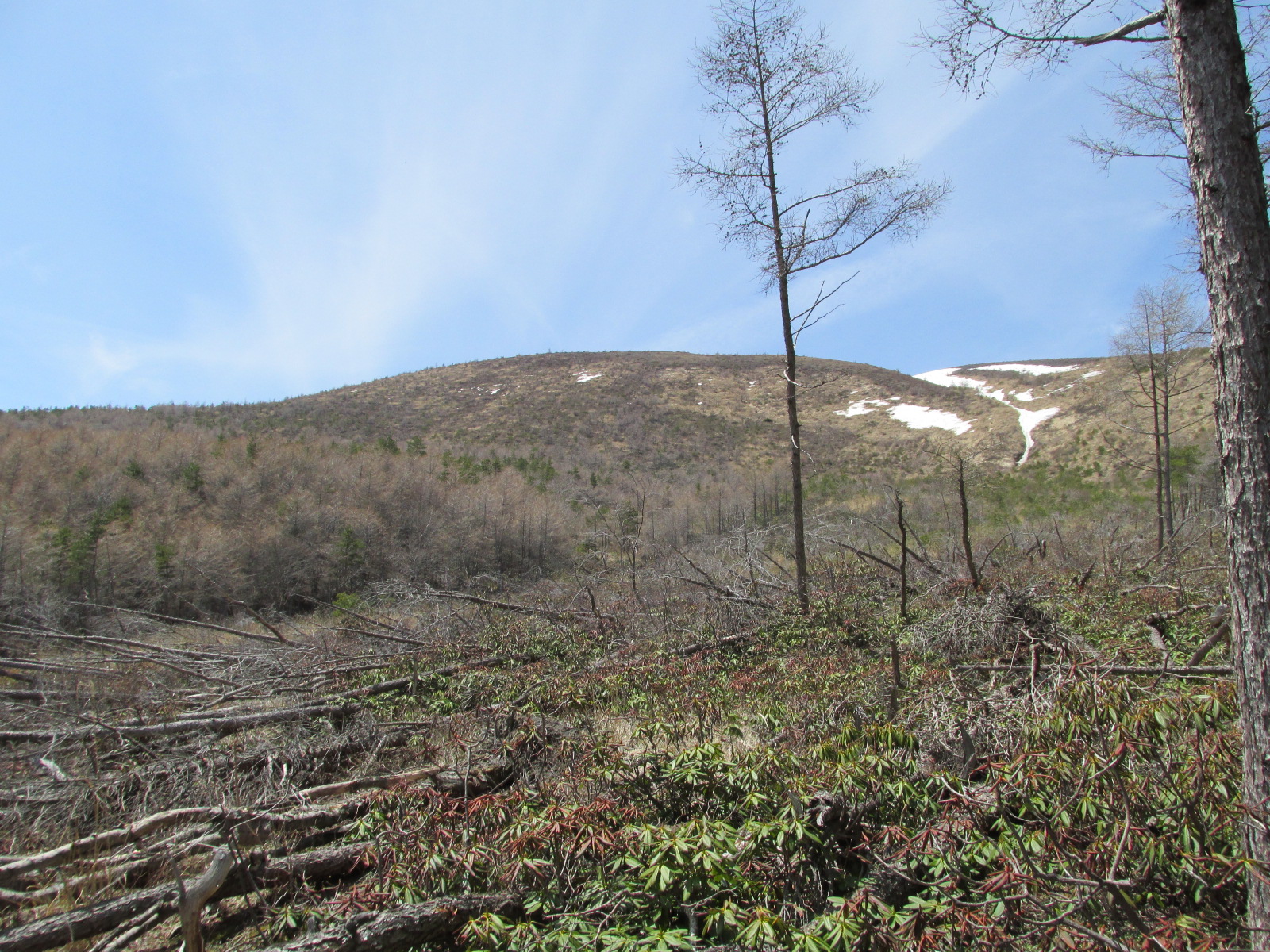 ヒグマの冬眠穴のようでした ピッキオ日誌 ピッキオ 軽井沢 野生動物ウォッチング