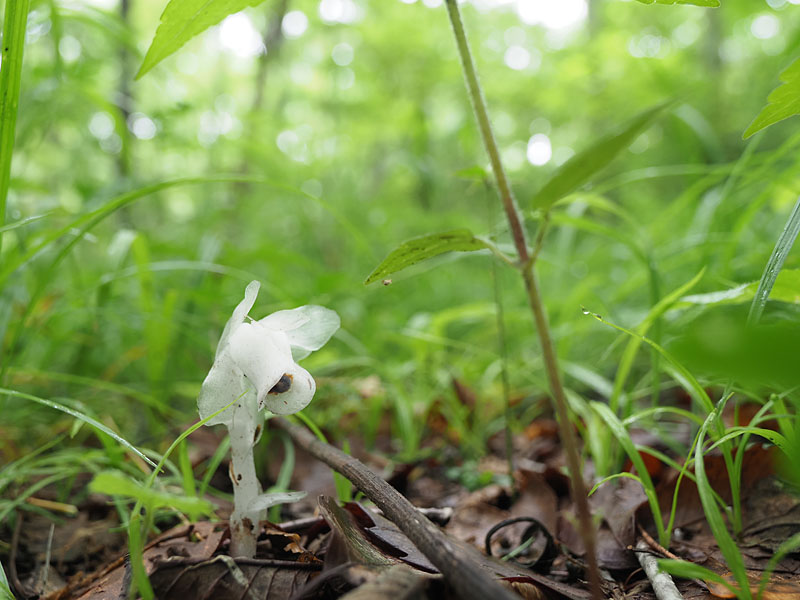 ギンリョウソウも咲き始めました ピッキオ日誌 ピッキオ 軽井沢 野生動物ウォッチング