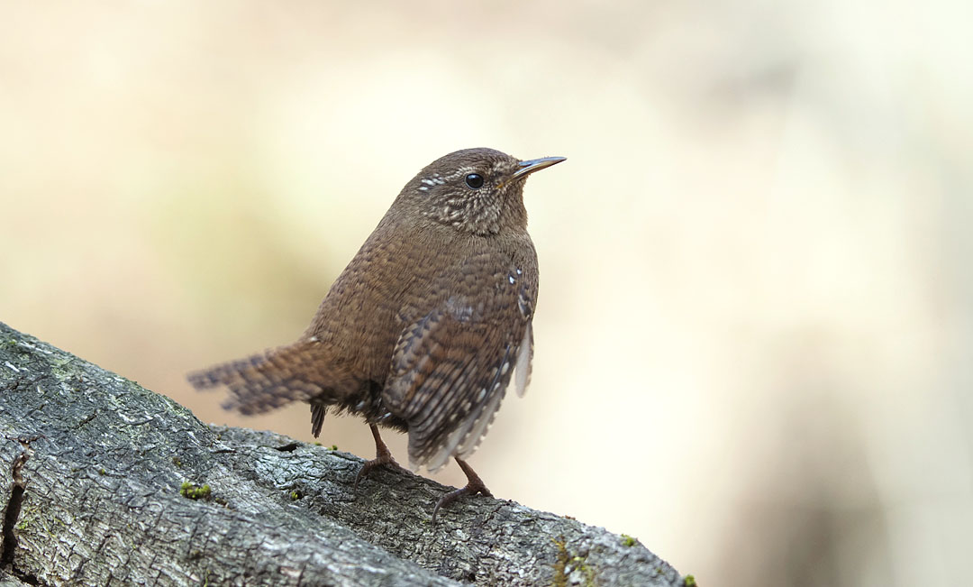 野鳥にも春が来ています ピッキオ日誌 ピッキオ 軽井沢 野生動物ウォッチング