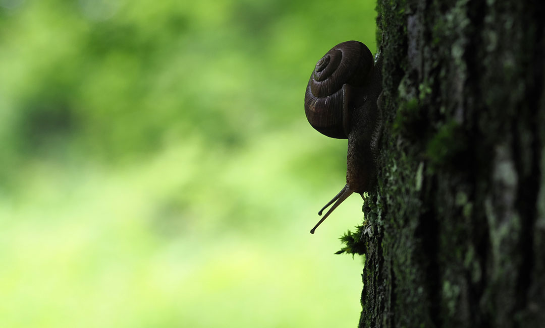 右巻き 左巻き それが問題だ ピッキオ日誌 ピッキオ 軽井沢 野生動物ウォッチング