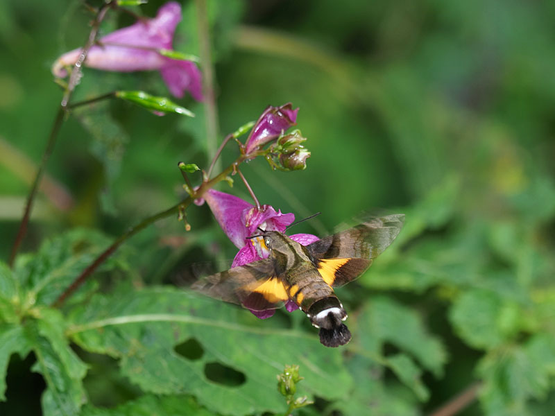 花と虫との いろいろ ピッキオ日誌 ピッキオ 軽井沢 野生動物ウォッチング