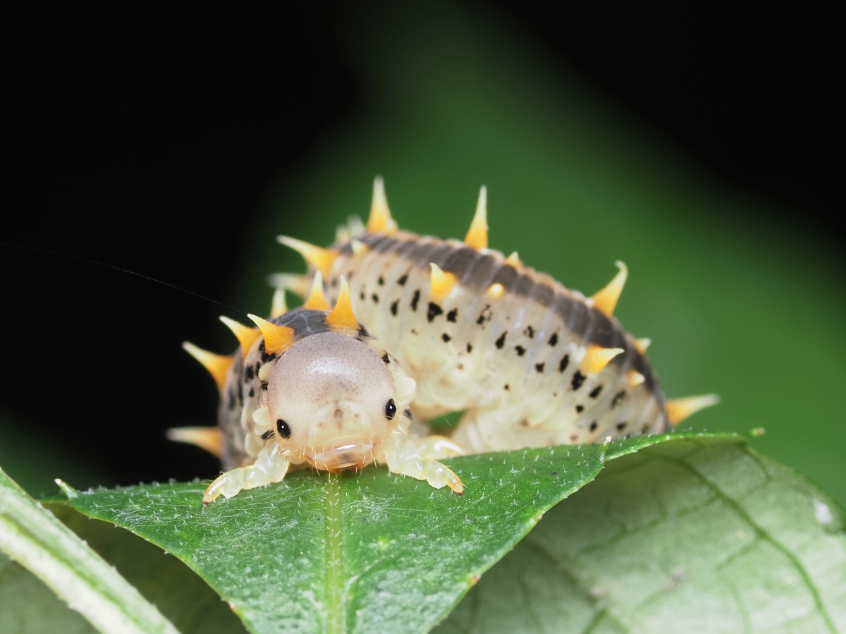 へんな虫たち ピッキオ日誌 ピッキオ 軽井沢 野生動物ウォッチング