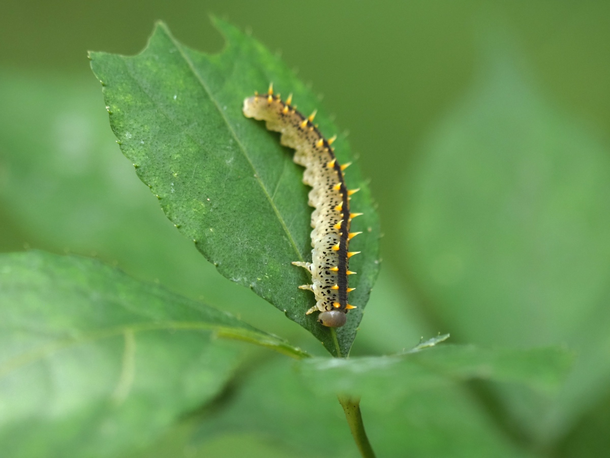 へんな虫たち ピッキオ日誌 ピッキオ 軽井沢 野生動物ウォッチング