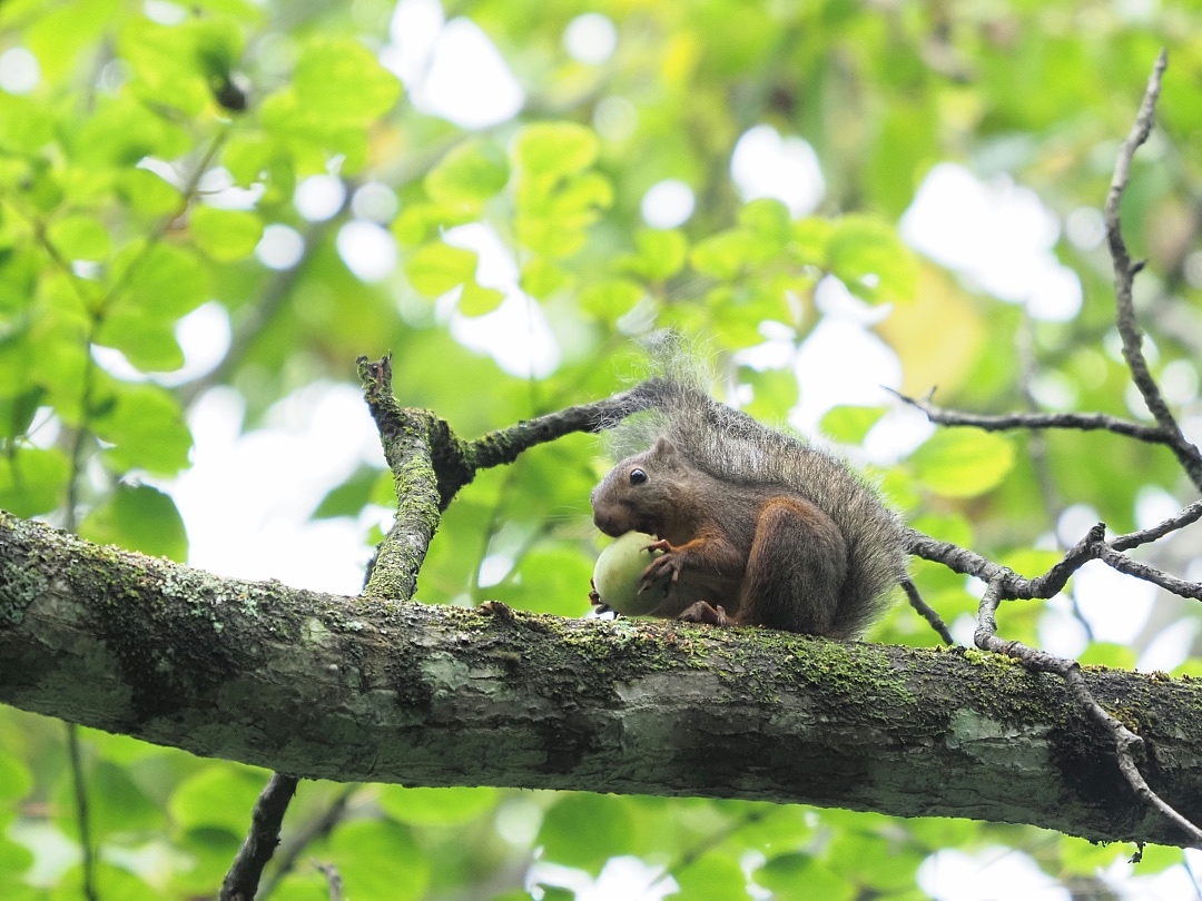 ニホンリスのお食事 ピッキオ日誌 ピッキオ 軽井沢 野生動物ウォッチング