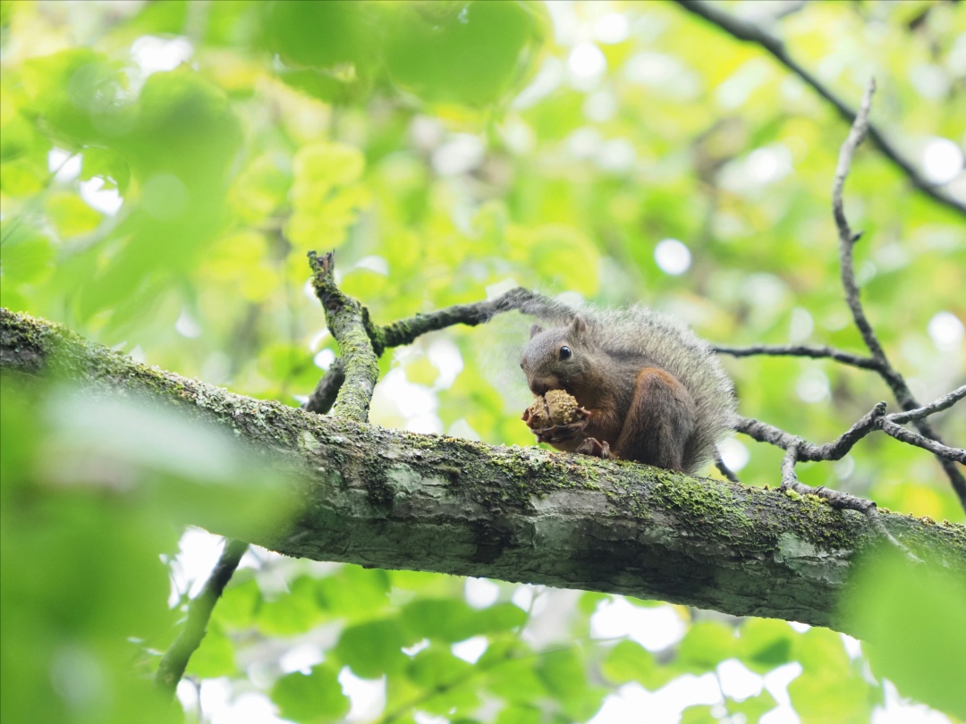 ニホンリスのお食事 ピッキオ日誌 ピッキオ 軽井沢 野生動物ウォッチング