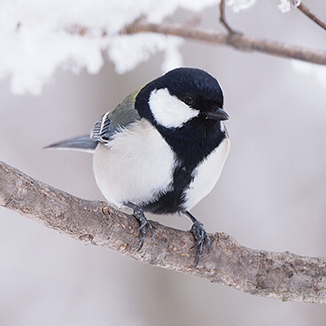 野鳥の森ネイチャーウォッチング 早春の目覚め | 軽井沢の自然体験