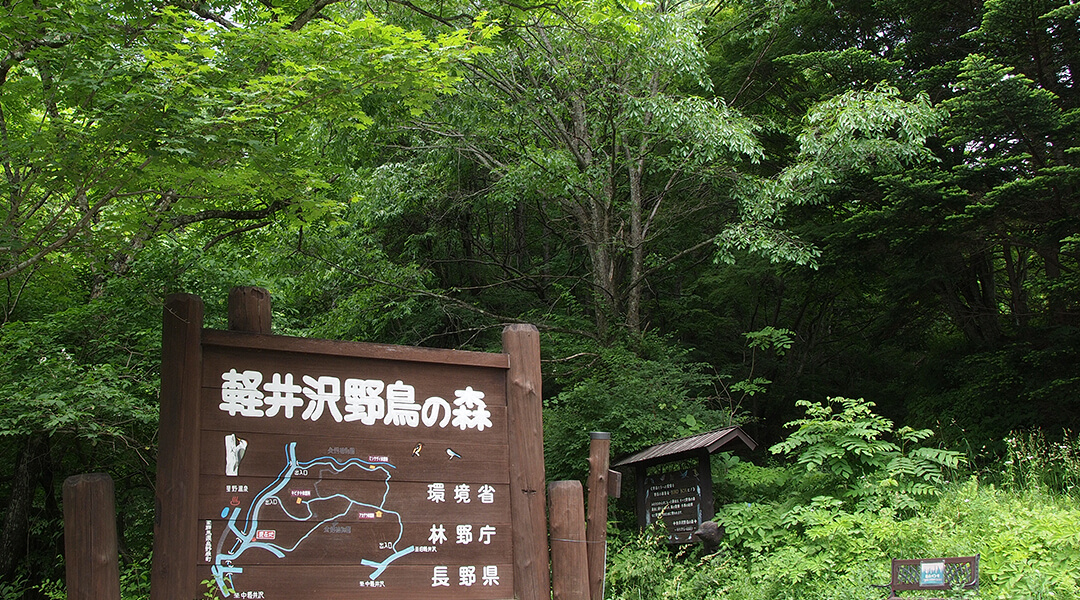 軽井沢野鳥の森 施設の案内 ピッキオ 軽井沢 野生動物ウォッチング